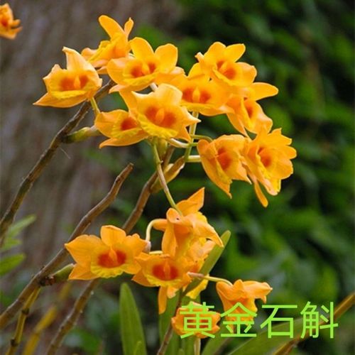 超低價(jià)澳洲香水石斛石斛苗室內(nèi)盆栽花卉蘭花種植沁溪 球花石斛 4苗