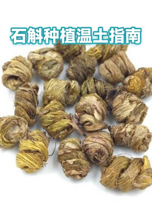 石斛種植溫土指南